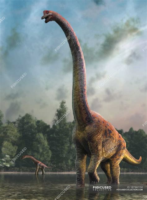 Giraffatitan dinosaurs - Stock Photos, Royalty Free Images | Focused