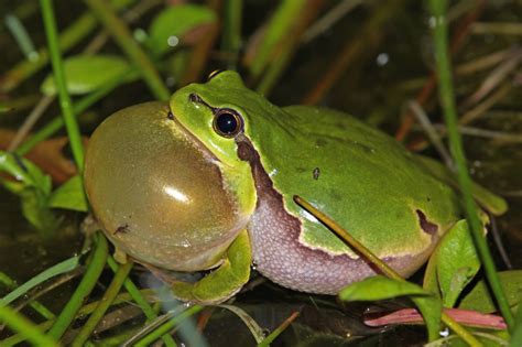 How Do Frogs Make Sound and Hear It? - The Infinite Spider