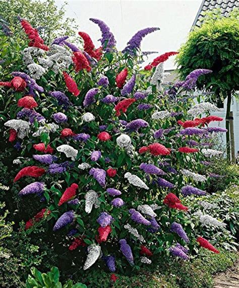 Online Store: 50 Mixed Butterfly Bush Buddleia Davidii Seeds