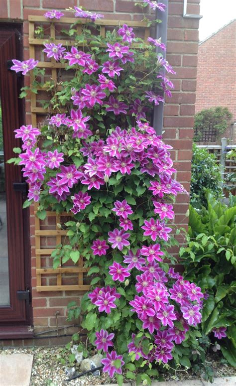 Clematis in my garden | Clematis plants, Porch plants, Garden yard ideas