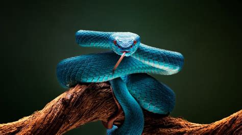 [Animals] What is the difference between a snake, a viper and a snake ...