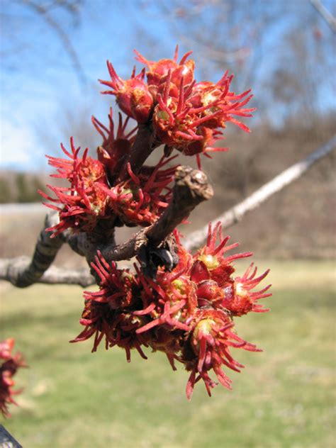 Signs of spring at Catskill Native Nursery | Watershed Post