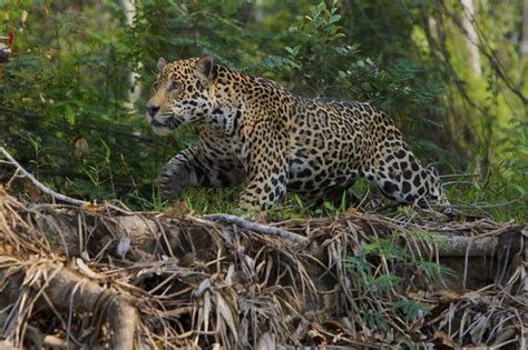 Arizona's Only Jaguar Prowls a Difficult, But Hopeful, Path | Live Science