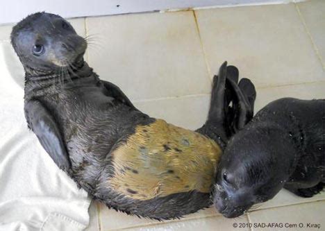 Turkish Monk Seal Pups Rescued From High Seas | Green Prophet