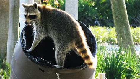 Raccoon Removal And Control Services | 24H Pest Pros