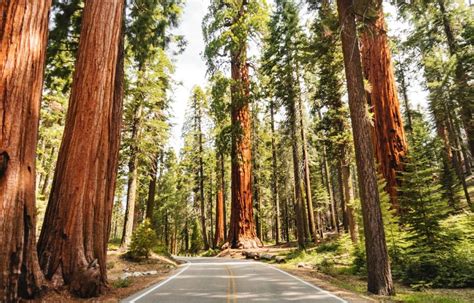 Giant Forest, Sequoia National Park (California) - istockphoto.com ...