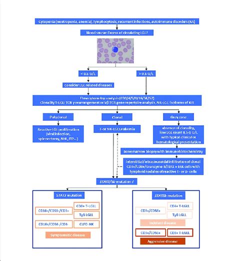 | Algorithm for the evaluation of LGL Leukemia. Adapted from Lamy et... | Download Scientific ...