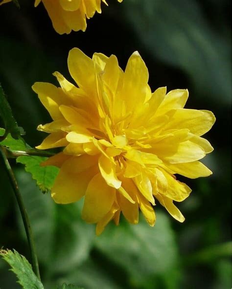 Japanese Kerria (Kerria japonica): Types, How To Grow and Care | Florgeous