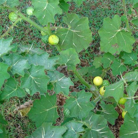 Kantkari I Solanum xanthocarpum I Khareti I Dushparsha