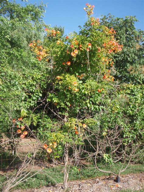 Campsis grandiflora (Chinese Trumpet Creeper, Trumpet Creeper, Trumpet Vine) | North Carolina ...