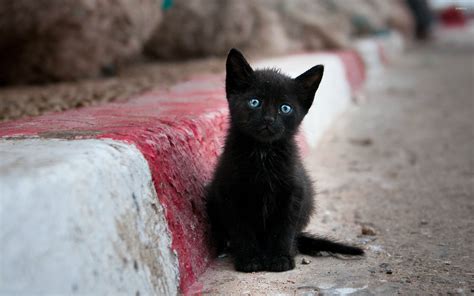 Blue eyed black kitten wallpaper - Animal wallpapers - #27279