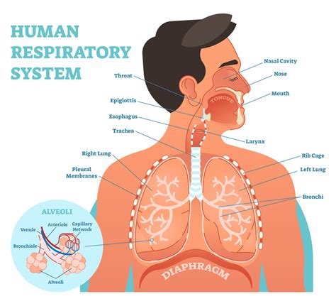 Structures of the Airway | MedicTests