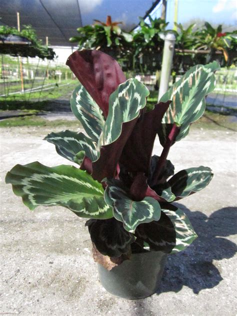 Miami Tropical Plants - Tropical Plant Company in Miami