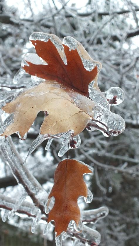 Ice Storm Toronto 2013