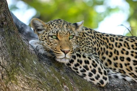 Leopards - Wild Animals News & Facts