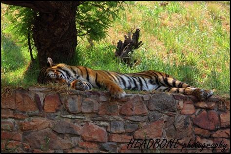 Animals at Pretoria Zoo