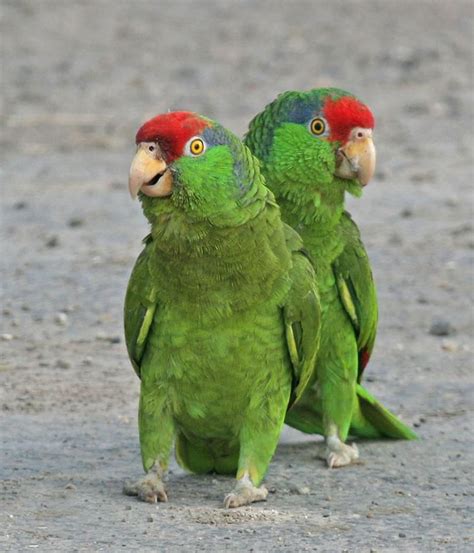 Free wallpaper Red crowned Amazon | Parrot bird, Parrot, Pet birds