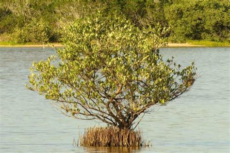 Avicennia germinans (Black Mangrove)