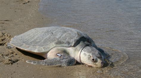 Kemp’s Ridley Sea Turtle | Legacy | Virginia Institute of Marine Science