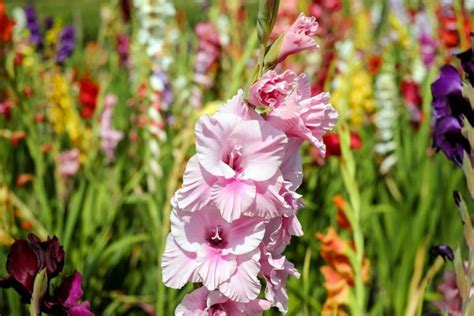 August Birth Flowers: Gladiolus and Poppy | The Old Farmer's Almanac