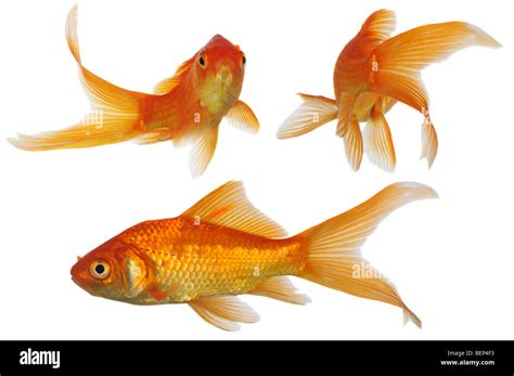 Assorted Gold Fish swimming isolated on a white background Stock Photo ...