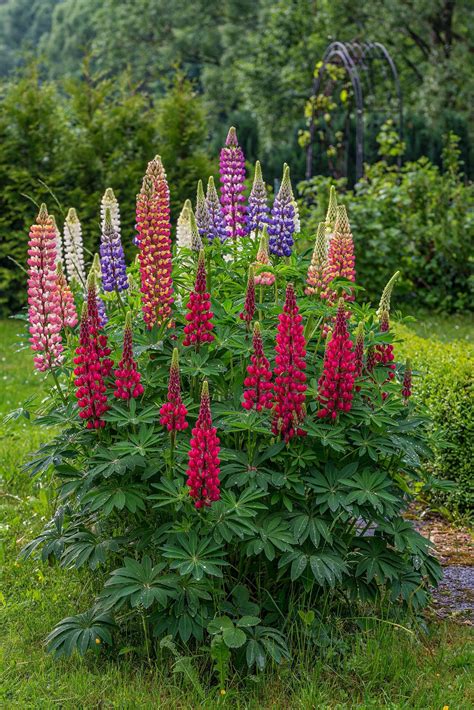 Beautiful Lupins – Currently the lupins are in our garden are just ...