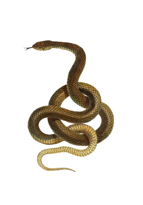 Fond transparent de serpent Photo stock libre - Public Domain Pictures