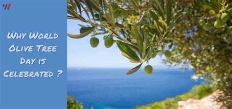 World Olive Tree Day 2020 | Why Olive Tree Day is Celebrated ? – WATW