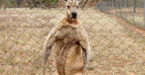 Jacked Kangaroo: Just How Strong Are Buff Kangaroos? - A-Z Animals