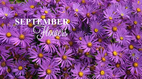 September Flowers - Inner Circle Sanctuary