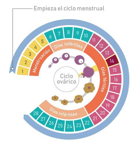 Ciclo Menstrual Conheça As Fases E Saiba Como Calcular - Mobile Legends