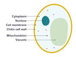 Cytoplasm: Function and Facts | Cytoplasm Analogy