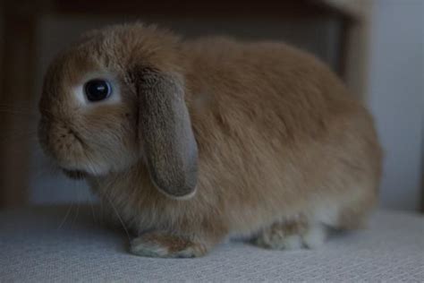 CARACTERÍSTICAS DEL HOLLAND LOP - Conejitos