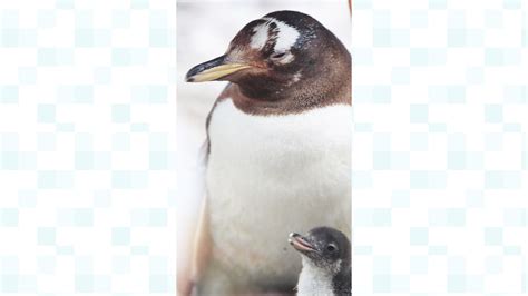 Baby penguins hatch at Belfast Zoo | UTV - ITV News