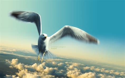 Free download Seagull Background wallpaper 1920x1200 14169 [1920x1200] for your Desktop, Mobile ...