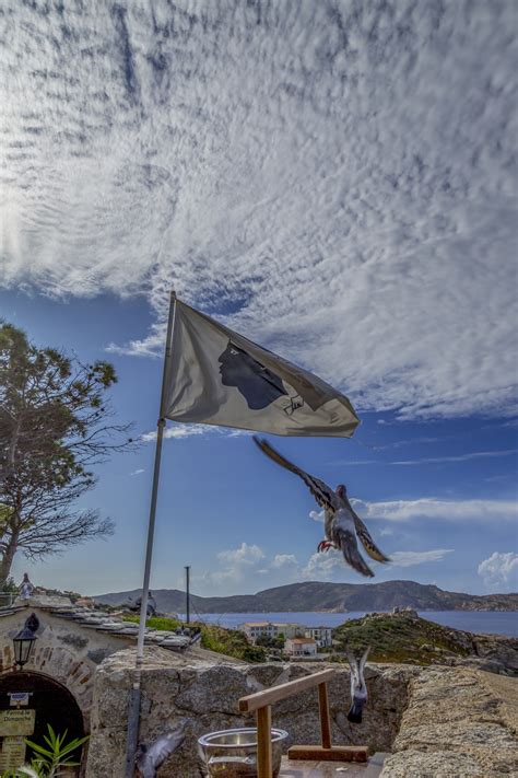 Flag Of Corsica Free Stock Photo - Public Domain Pictures