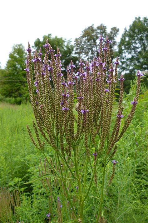 American blue vervain (Verbena hastata) - growing guides