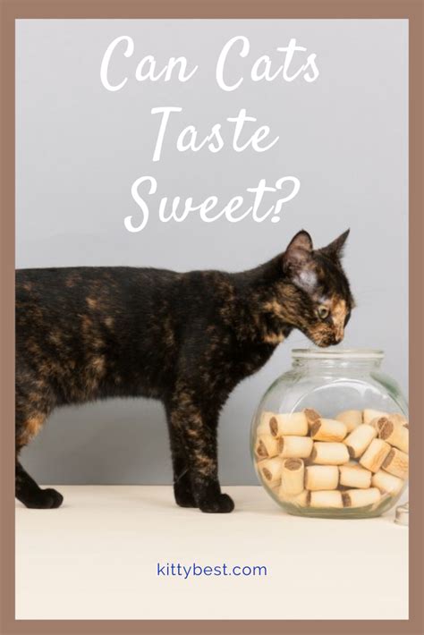 Can Cats Taste Sweet? | Cat adoption, Pet owners, Pets