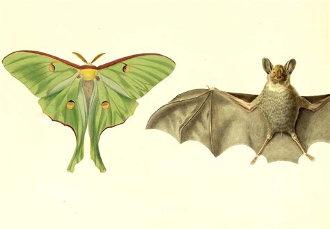 What is it good for? Absolutely one thing. Luna moths use their tails solely for bat evasion ...