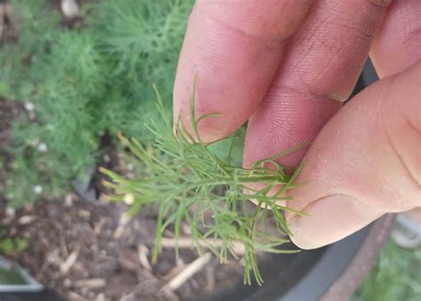 Is Dog Fennel Edible: Is It Poisonous? [Learn Surprising Truth]