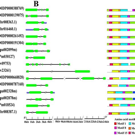 Phylogenetic relationships, and gene structures and domain of PALs. (A ...