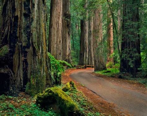 Armstrong Redwoods State Natural Reserve - Guerneville, CA - RV Parks ...