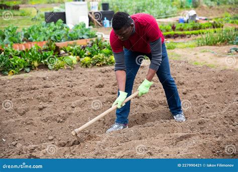 African American Tilling Soil before Planting Vegetables Stock Image - Image of fertile, garden ...