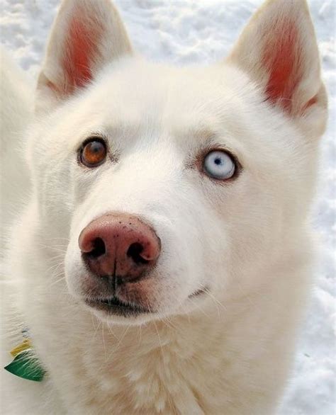 White German Shepherd Husky Mix • ShepskyMix