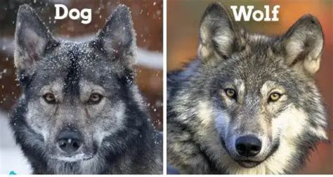 15 Difference between Dog and Wolf (With Table) - Animal Differences