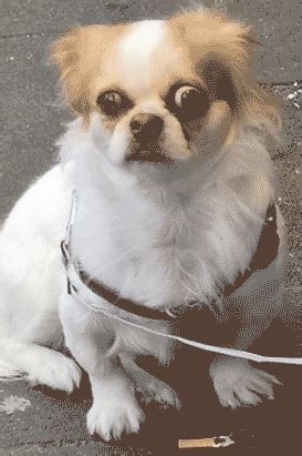 Dog Shock GIFs - Get the best GIF on GIPHY