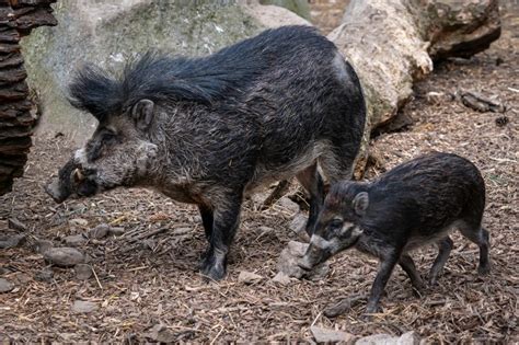 The Visayan Warty Pig - one of the rarest wild pigs - Fun In The Philippines