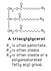 Fatty Acids -- Storage in adipocytes as triacylglycerol