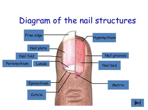 Nail Diagram Labeling - Greenic