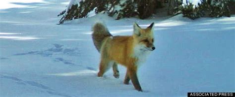 Sierra Nevada red fox - Alchetron, The Free Social Encyclopedia